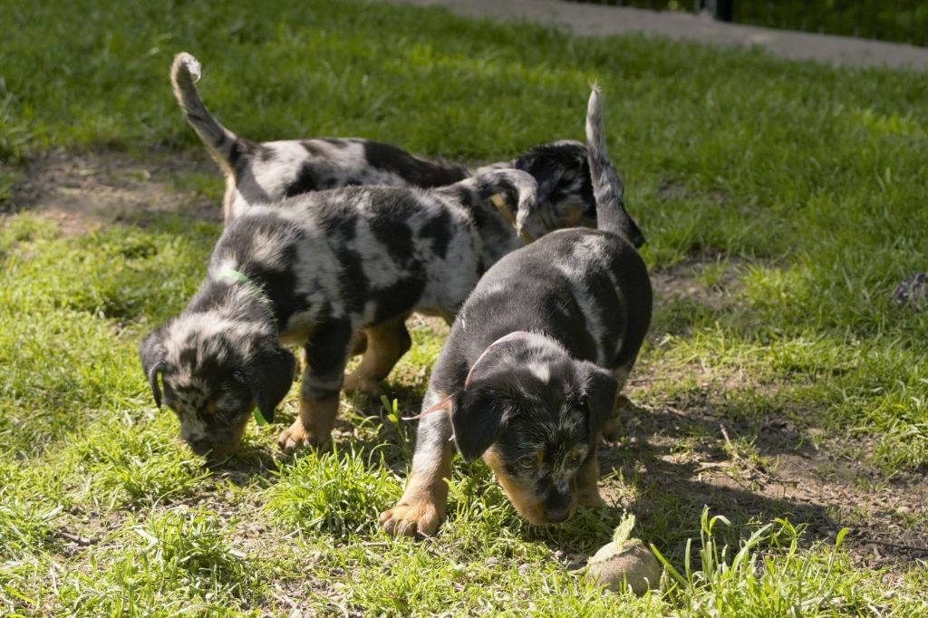 Des Veilleurs De Saint Michel - Le choix des chiots a commencé !!!