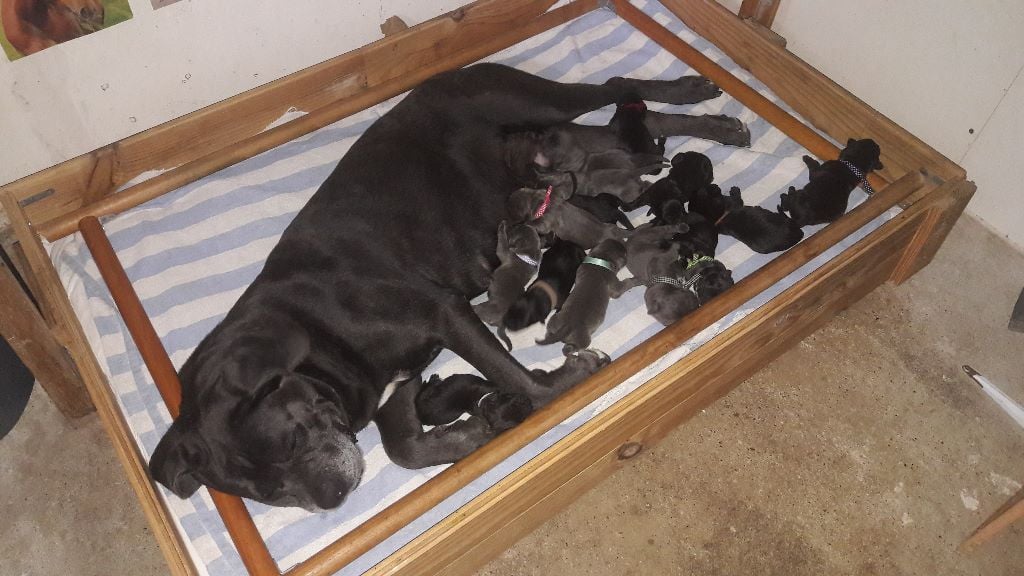 Des Veilleurs De Saint Michel - Cane Corso - Portée née le 21/07/2018