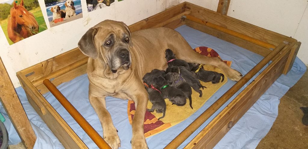 Des Veilleurs De Saint Michel - Cane Corso - Portée née le 26/10/2019