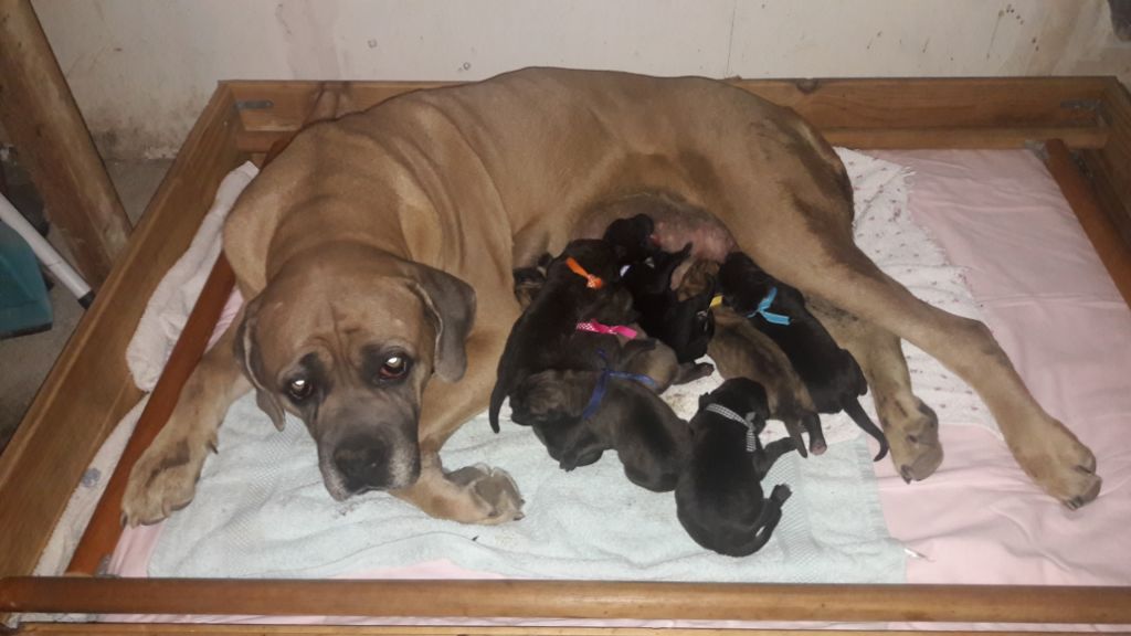 Des Veilleurs De Saint Michel - Cane Corso - Portée née le 12/09/2018