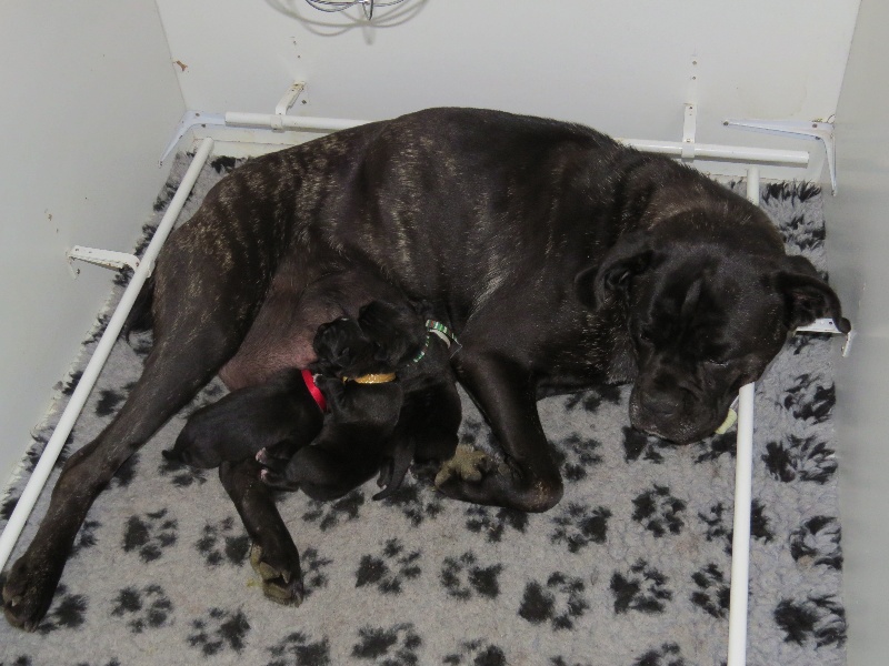 Des Veilleurs De Saint Michel - Cane Corso - Portée née le 28/09/2013