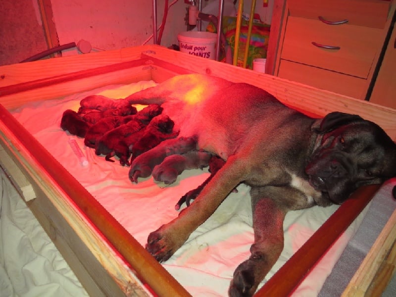 Des Veilleurs De Saint Michel - Cane Corso - Portée née le 13/01/2014