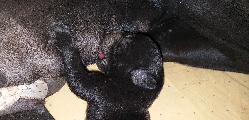 Des Veilleurs De Saint Michel - Cane Corso - Portée née le 25/06/2019