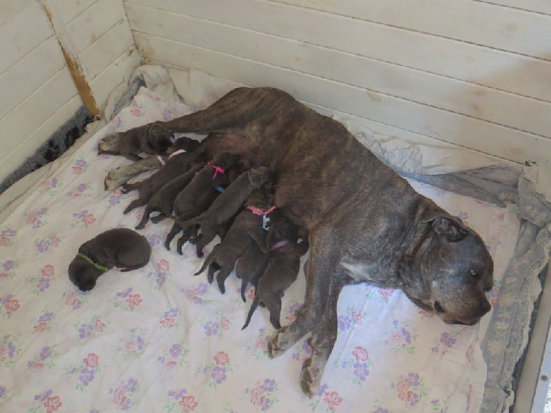 Des Veilleurs De Saint Michel - Cane Corso - Portée née le 22/08/2016