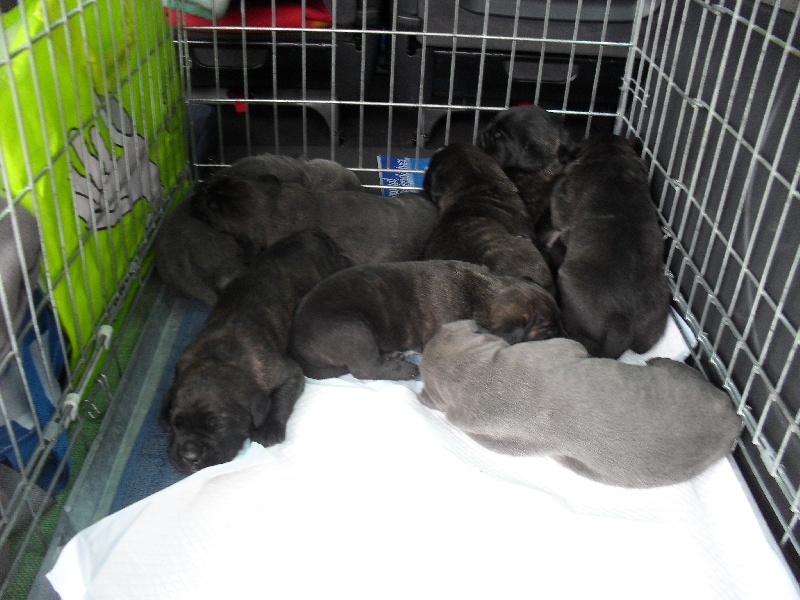 Des Veilleurs De Saint Michel - Cane Corso - Portée née le 17/05/2012