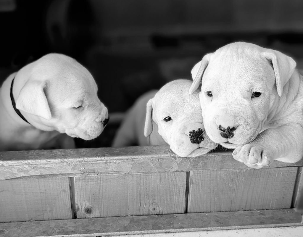 del Pachanka - Dogo Argentino - Portée née le 29/06/2024