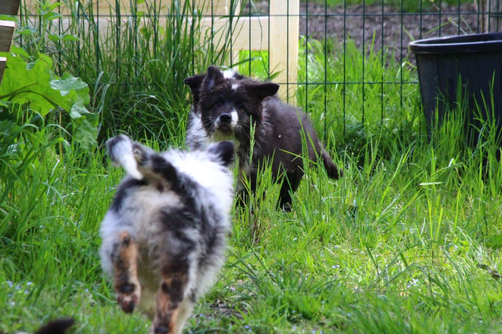 Chiot Berger Australien Little Cowboy