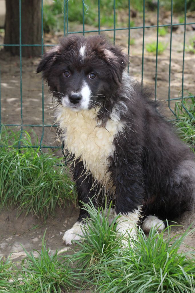 Little Cowboy - Chiots disponibles - Berger Australien