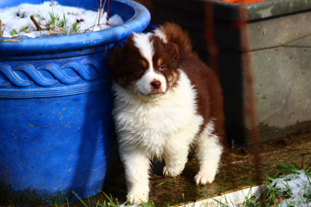 Little Cowboy - Chiots disponibles - Berger Australien