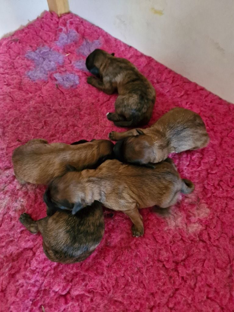 Soum De Matte Du Pla D'Adet - Chiots disponibles - Berger des Pyrenees à poil long