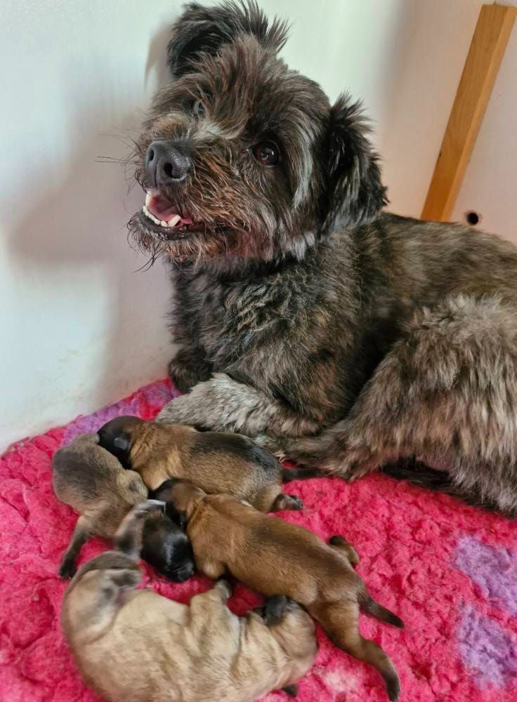 Chiot Berger des Pyrenees à poil long Soum De Matte Du Pla D'Adet