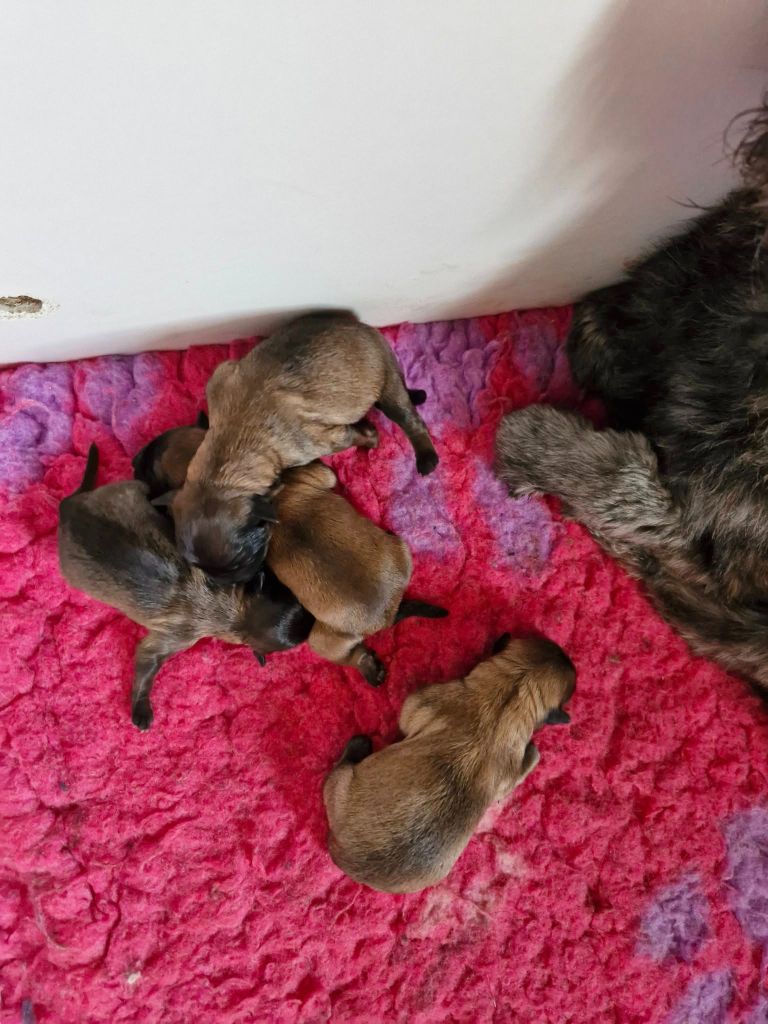 Soum De Matte Du Pla D'Adet - Chiots disponibles - Berger des Pyrenees à poil long