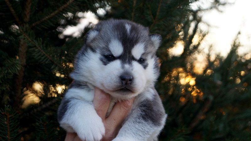 Of Artic West Wind - Chiots disponibles - Siberian Husky