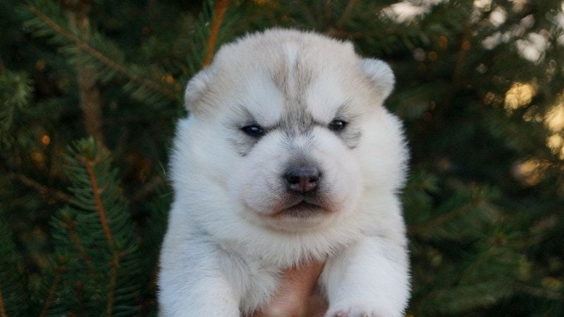 Of Artic West Wind - Chiots disponibles - Siberian Husky