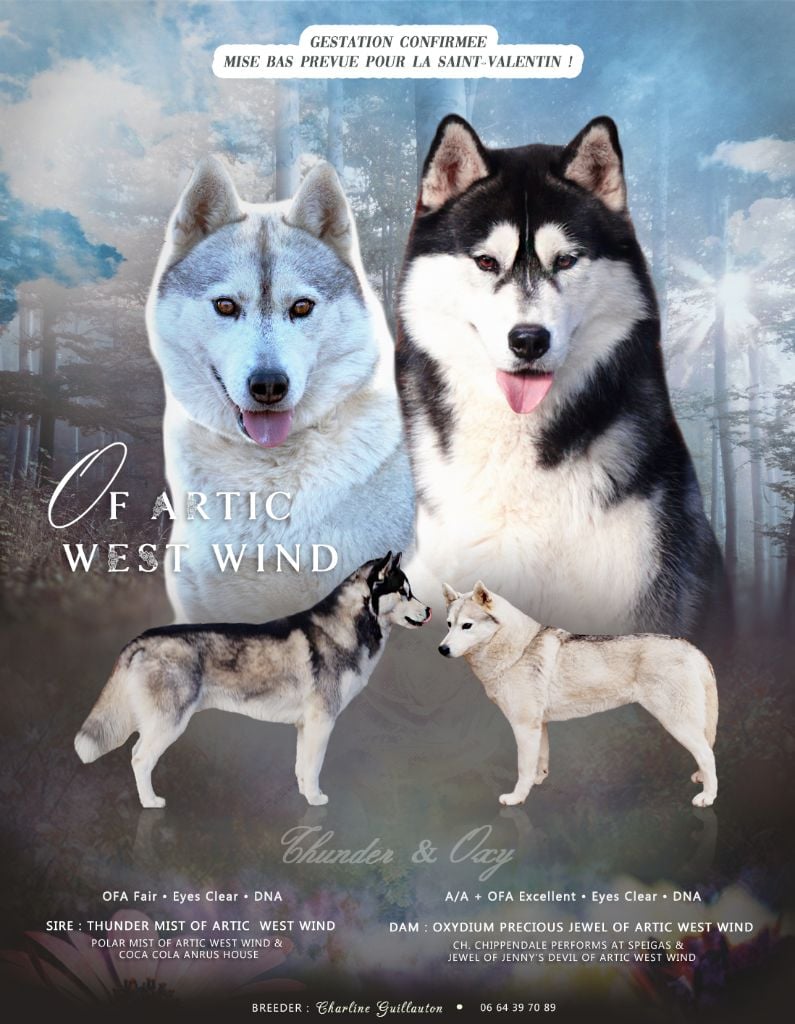 Chiot Siberian Husky Of Artic West Wind