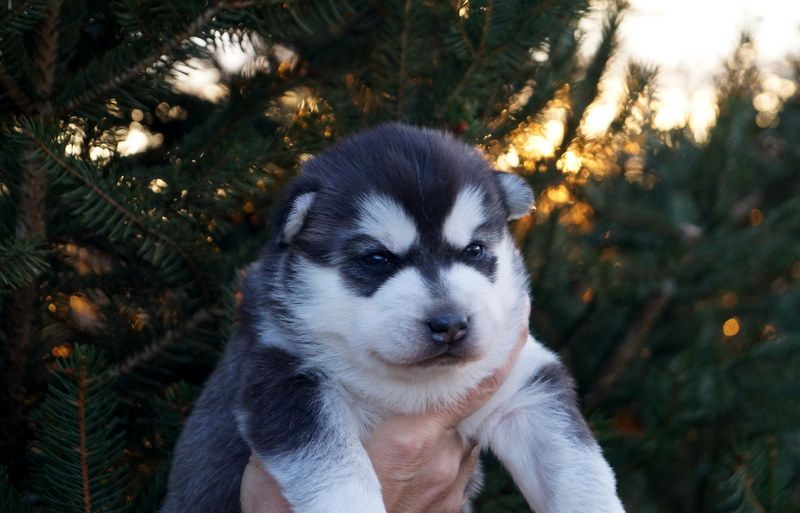 Of Artic West Wind - Chiots disponibles - Siberian Husky