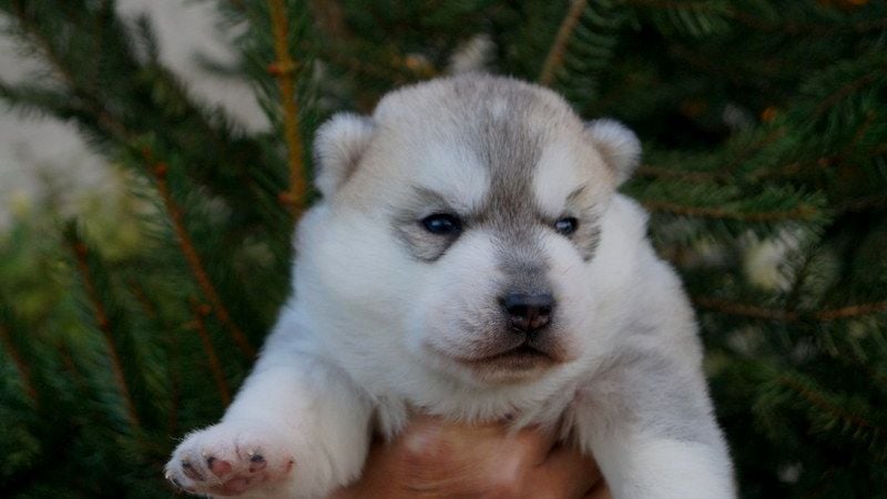 Of Artic West Wind - Chiots disponibles - Siberian Husky