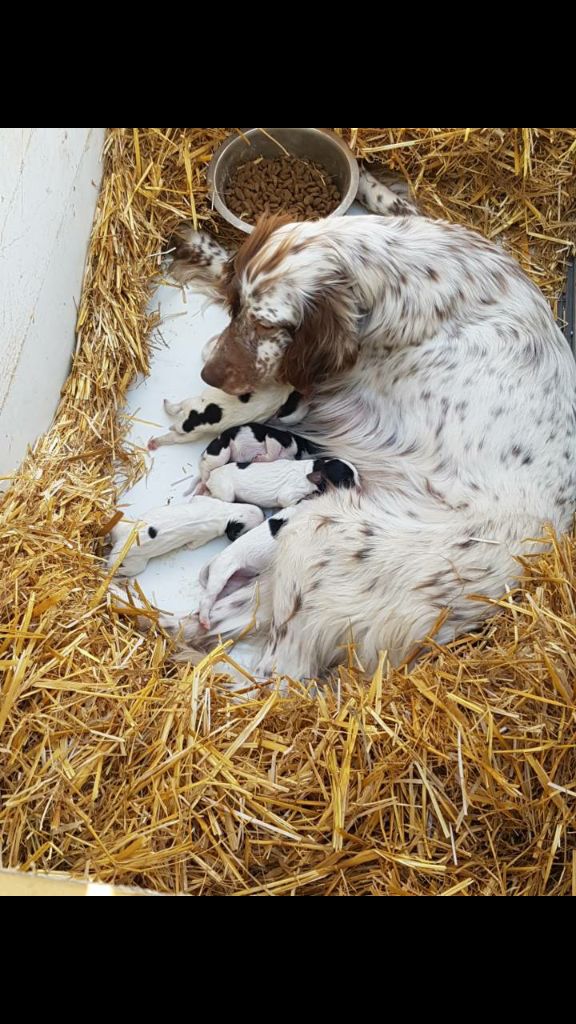 Des Forets Lacaunaises - Naissance des chiots de joly et de filou du mas d'eyraud 