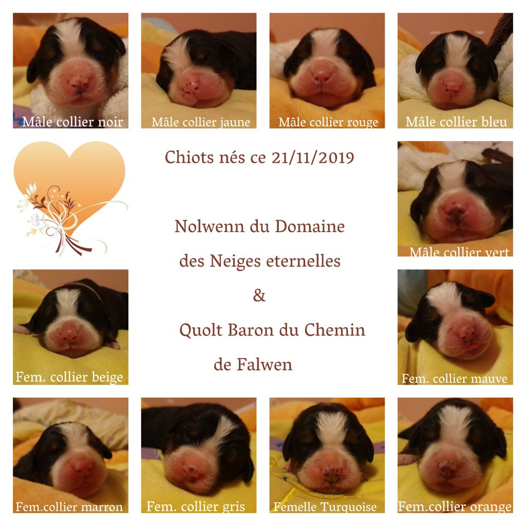 Chiot Bouvier Bernois Le Chemin de Falwen