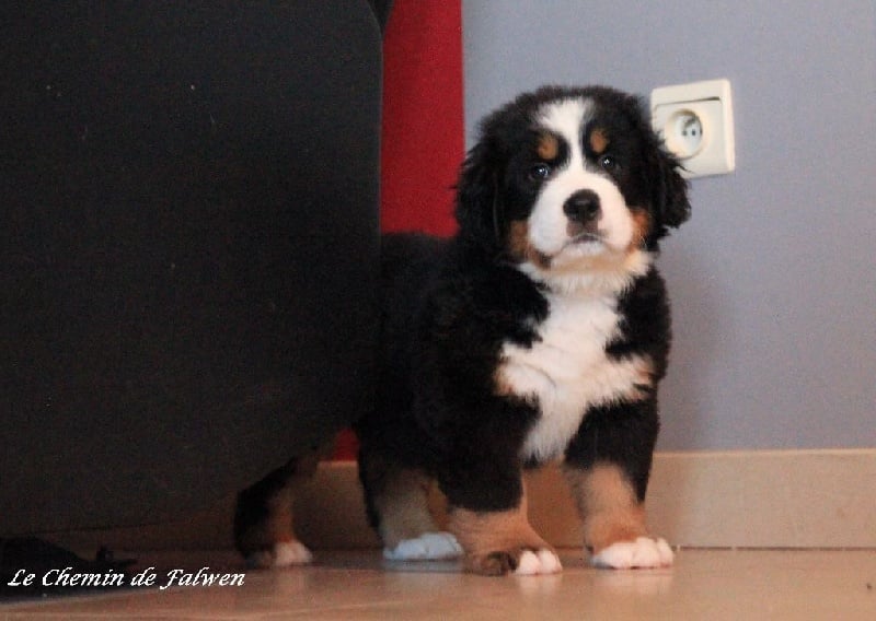 Chiot Bouvier Bernois Le Chemin de Falwen