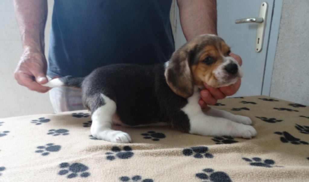 De La Petite Vallee Des Chiens - Chiots disponibles - Beagle