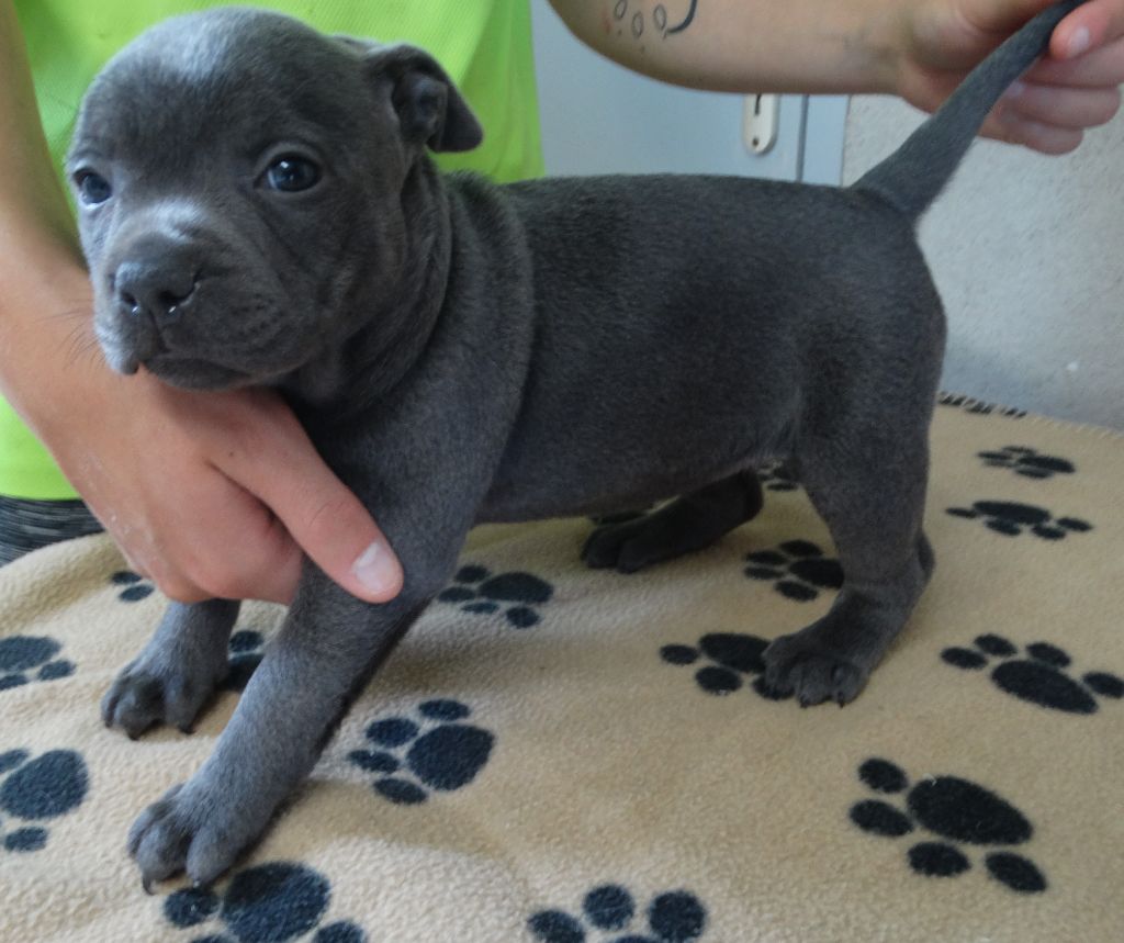 Chiot Staffordshire Bull Terrier De La Petite Vallee Des Chiens