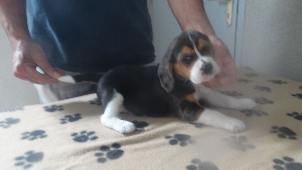 De La Petite Vallee Des Chiens - Chiots disponibles - Beagle