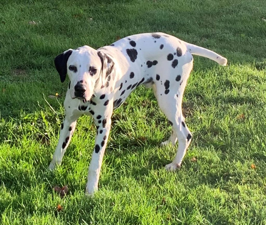 Chiot Dalmatien De La Petite Vallee Des Chiens