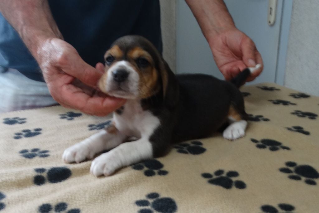 De La Petite Vallee Des Chiens - Chiots disponibles - Beagle