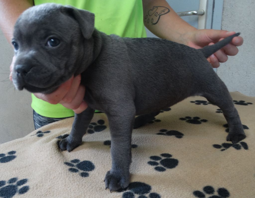 De La Petite Vallee Des Chiens - Chiots disponibles - Staffordshire Bull Terrier