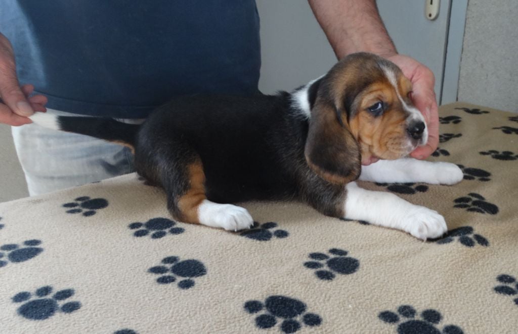 De La Petite Vallee Des Chiens - Chiots disponibles - Beagle