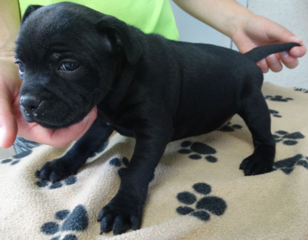 De La Petite Vallee Des Chiens - Chiots disponibles - Staffordshire Bull Terrier