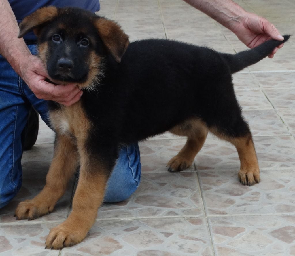 Chiot Berger Allemand De La Petite Vallee Des Chiens