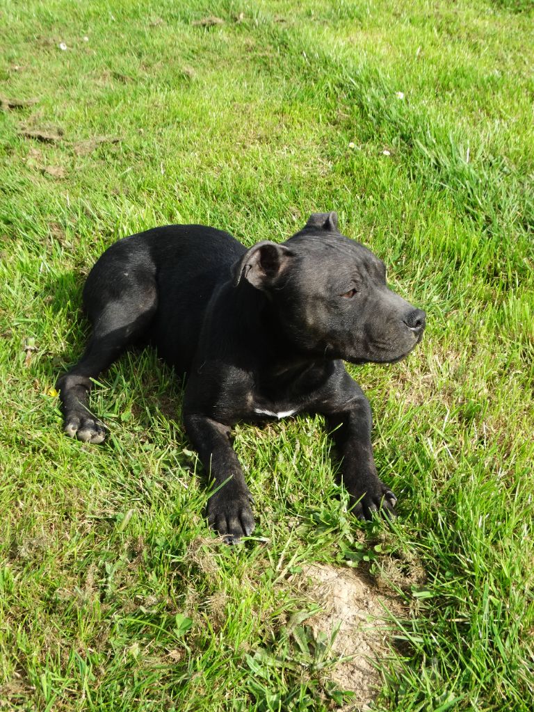 Chiot Staffordshire Bull Terrier De La Petite Vallee Des Chiens