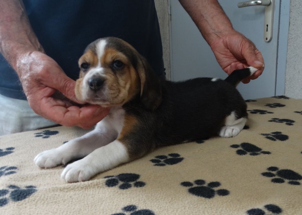 De La Petite Vallee Des Chiens - Chiots disponibles - Beagle