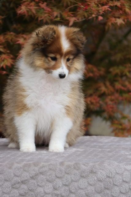 Du Feu Sacré D'hestia - Shetland Sheepdog - Portée née le 16/02/2024