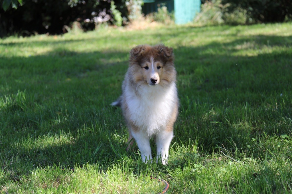 Du Feu Sacré D'hestia - Shetland Sheepdog - Portée née le 25/03/2023