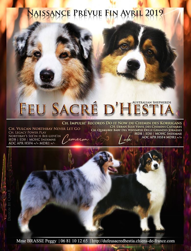 Du Feu Sacré D'hestia - Berger Australien - Portée née le 20/04/2019