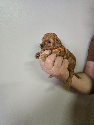 VAYA CON DIOS TOY collier orange