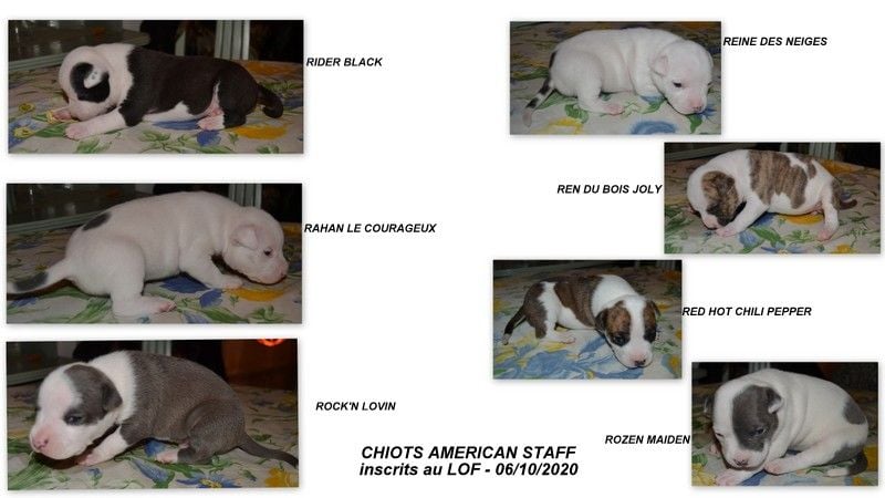 Chiot American Staffordshire Terrier De Geronimo's Bull