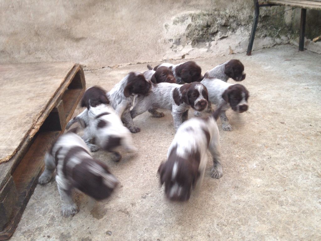 des Gorges de la Luzège - VIDEO des CHIOTS 2015