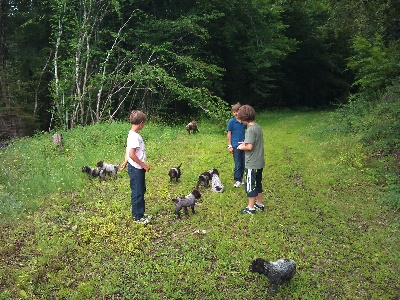 des Gorges de la Luzège - sortie champêtre pour les chiots