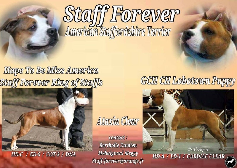 Chiot American Staffordshire Terrier Staff Forever