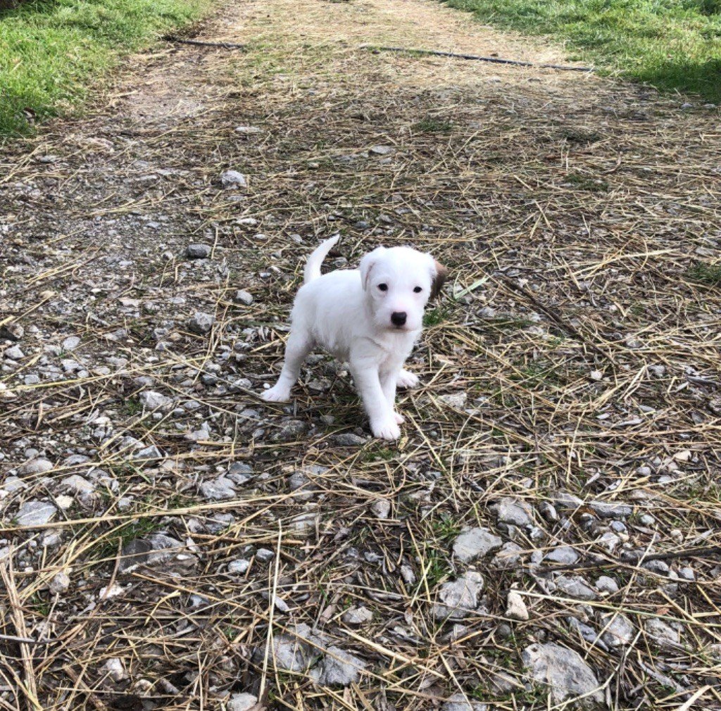 of Spirit Mountain - Chiots disponibles - Parson Russell Terrier