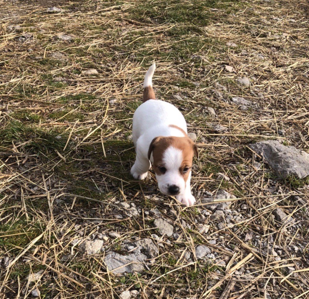 of Spirit Mountain - Chiots disponibles - Jack Russell Terrier