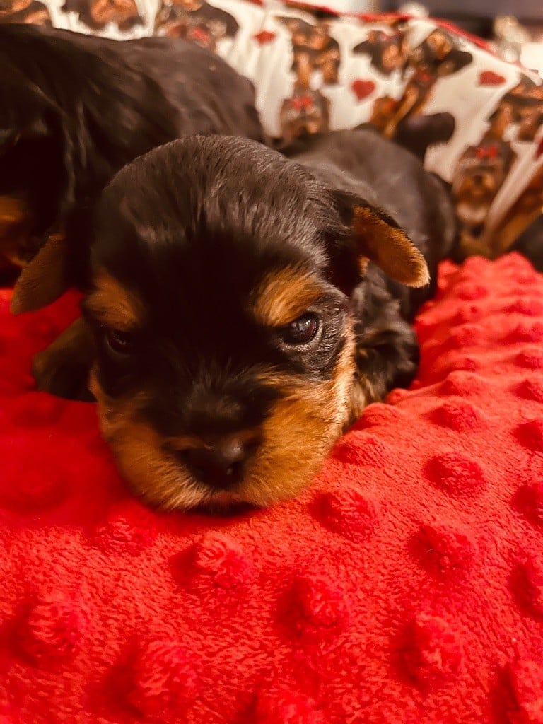 du Domaine Des Albizzias - Chiots disponibles - Yorkshire Terrier