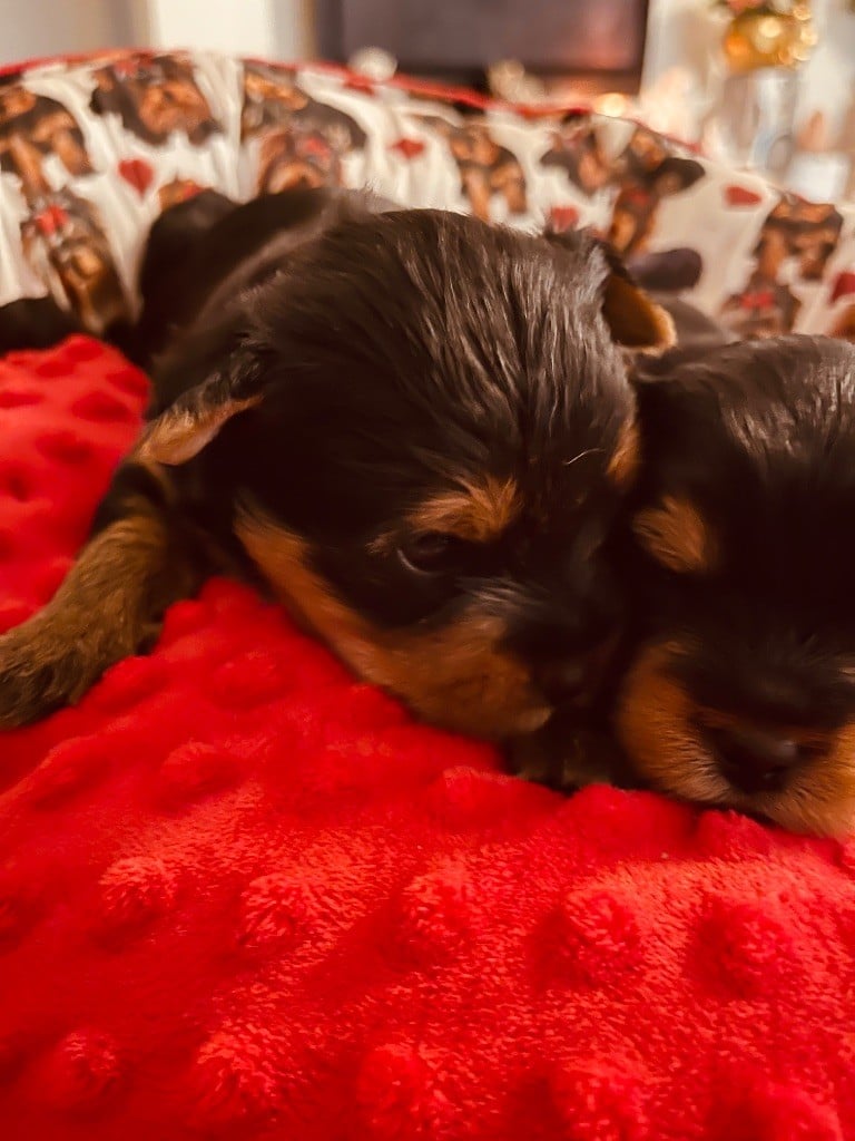 du Domaine Des Albizzias - Chiots disponibles - Yorkshire Terrier