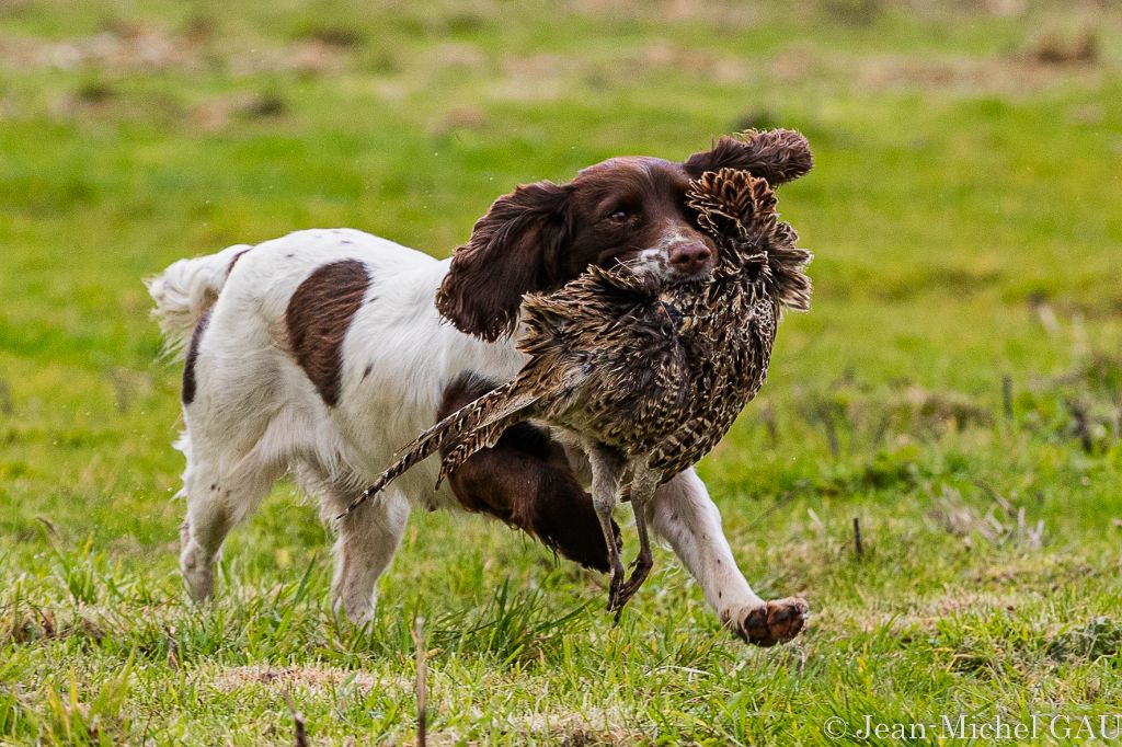 De La Côte Des Légendes - Chiots Springer  & Cocker  futures portées courant Juin 2023