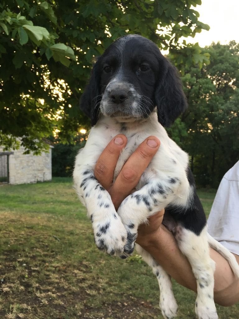 Du Causse Aux Perdrix - Chiots disponibles - Setter Anglais