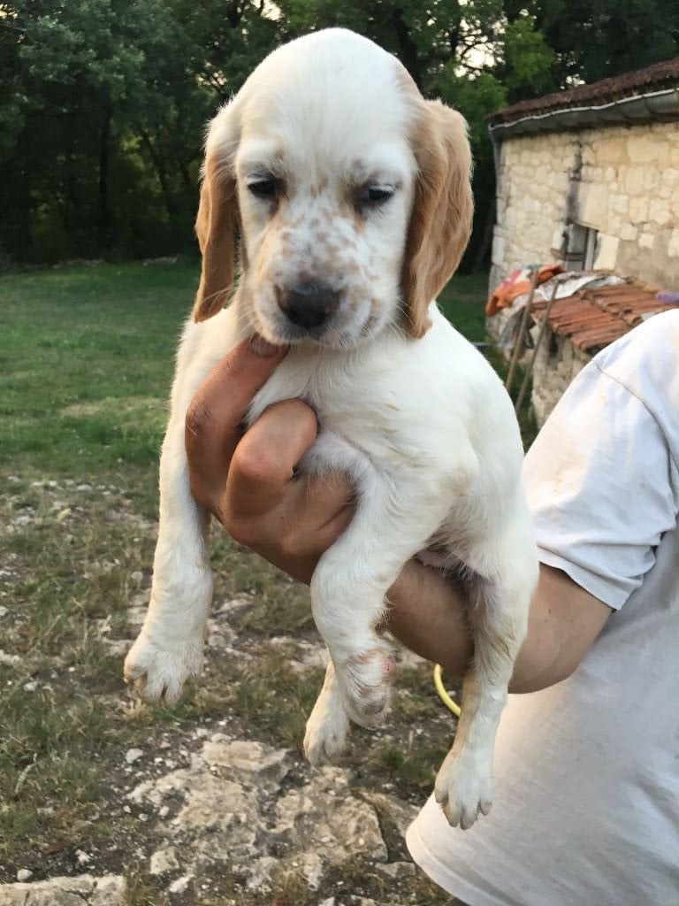 Du Causse Aux Perdrix - Chiots disponibles - Setter Anglais